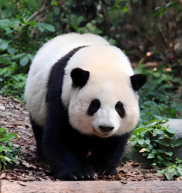 Chengdu: Panda Garden and Leshan Buddha One Day Bus Tour